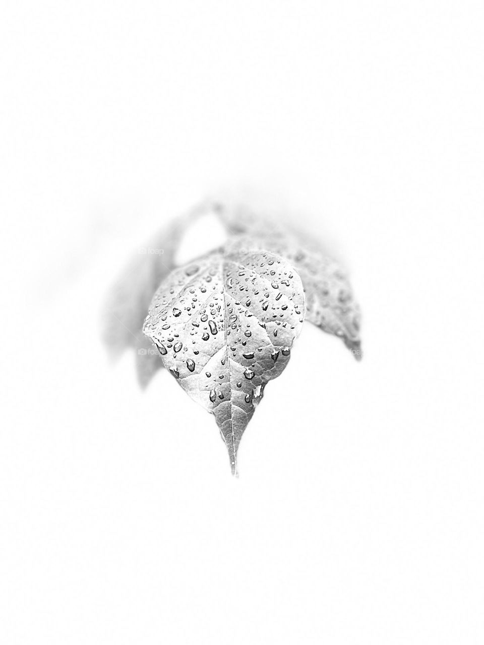 White background - leaf with rain drops