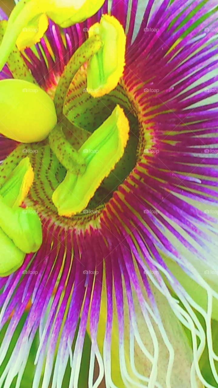 "Pink Passion Flower "