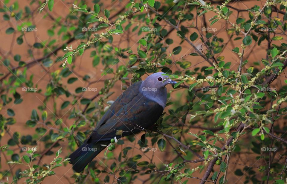 beautiful bird in the tree