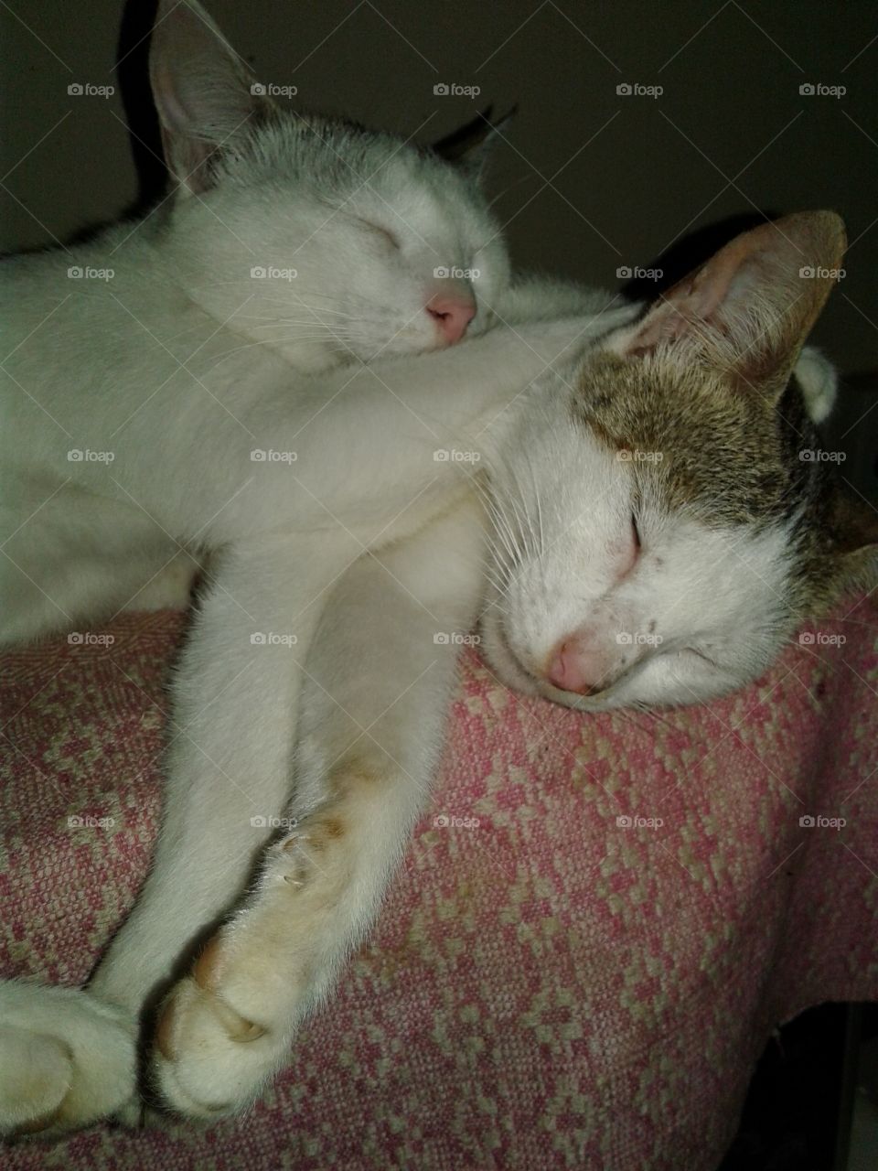 cat & cat