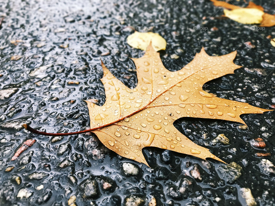 Wet fallen leaves on the city road under the autumn rain 
