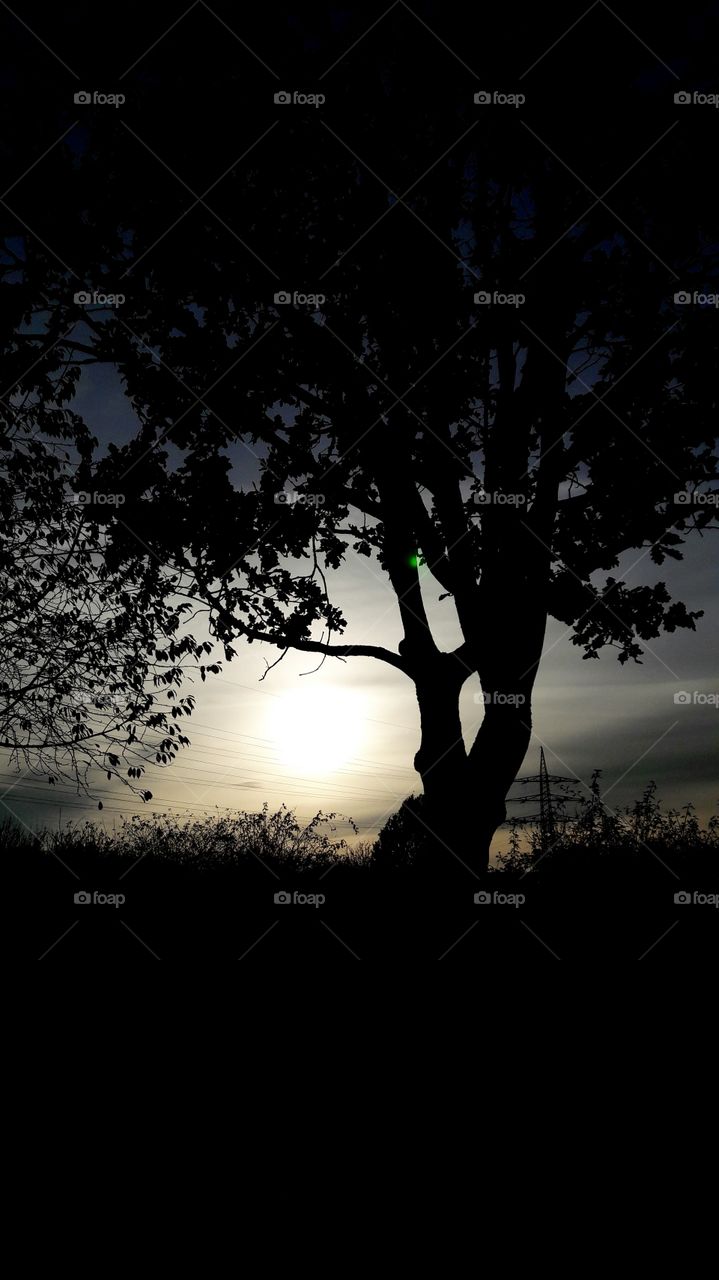 Novembertag auf dem Feld Bäume und Sonnenuntergang