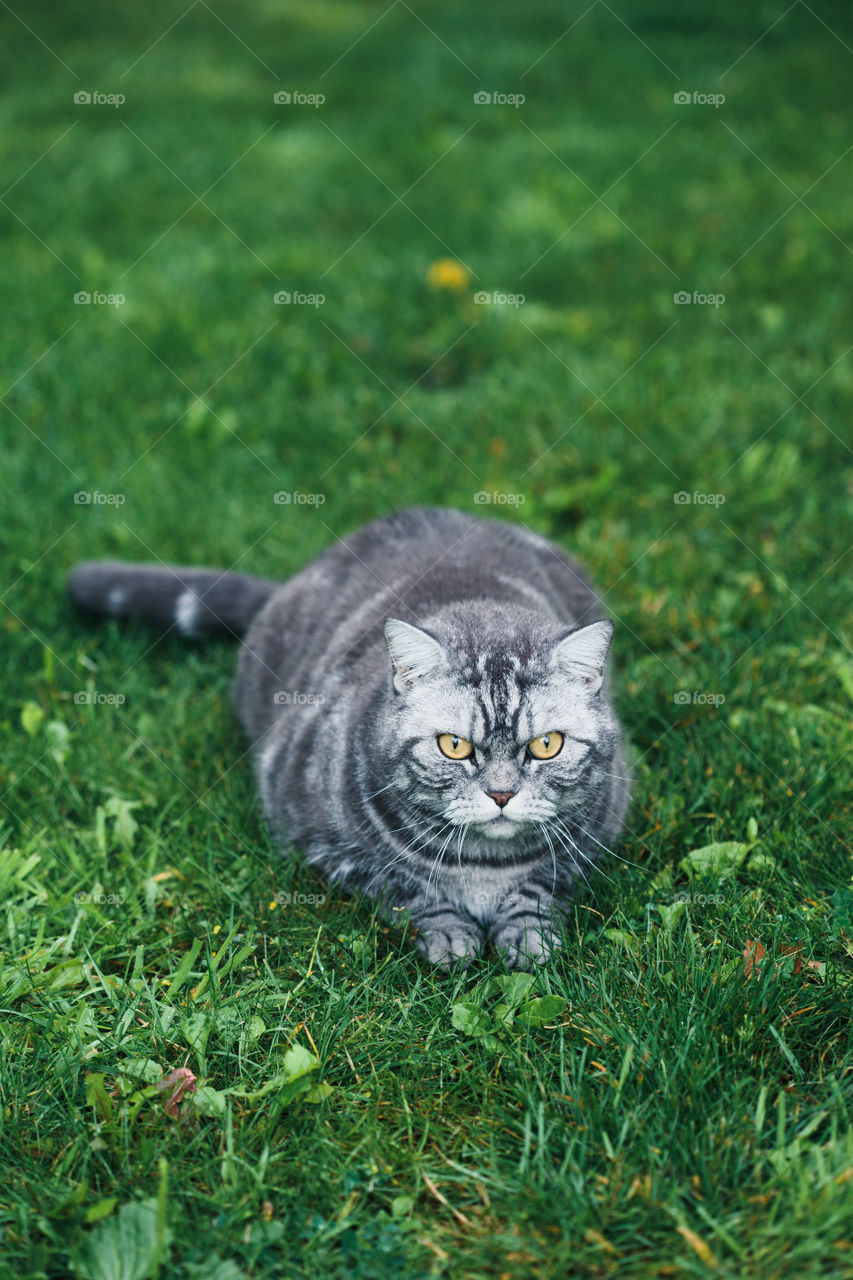 Grey cat sitting on a grass in a garden. Copy space room for text