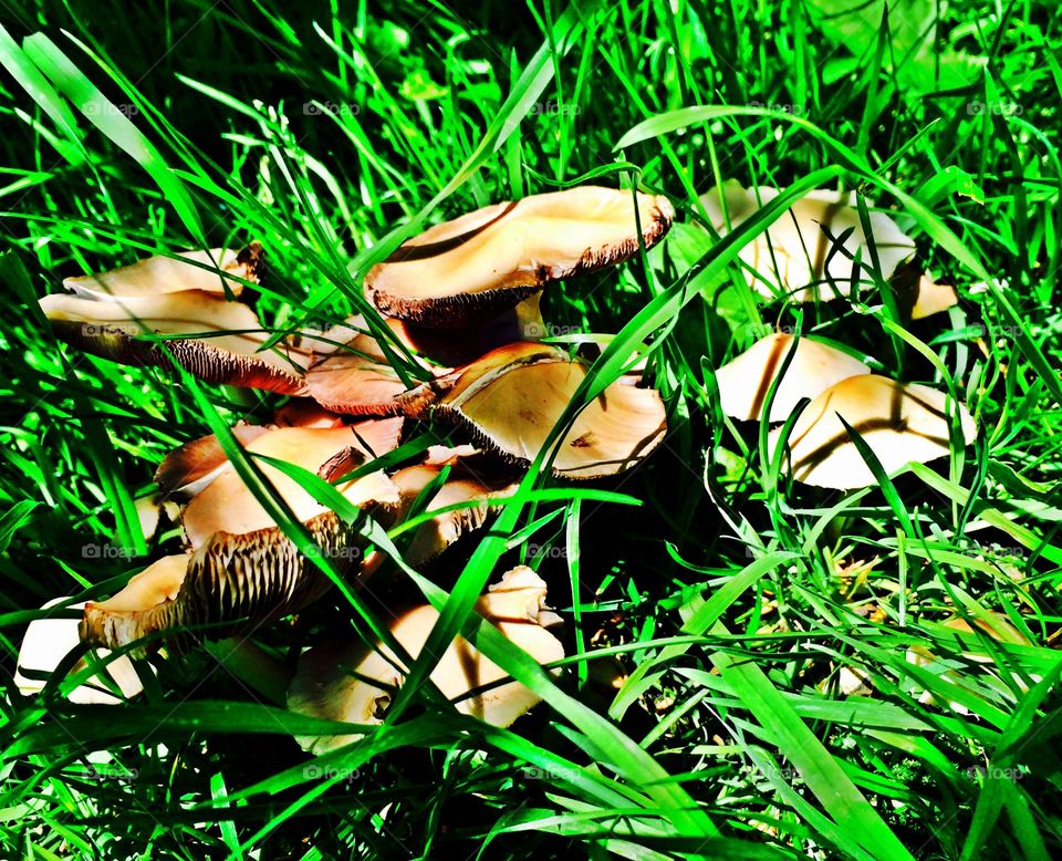 Wild fungus 