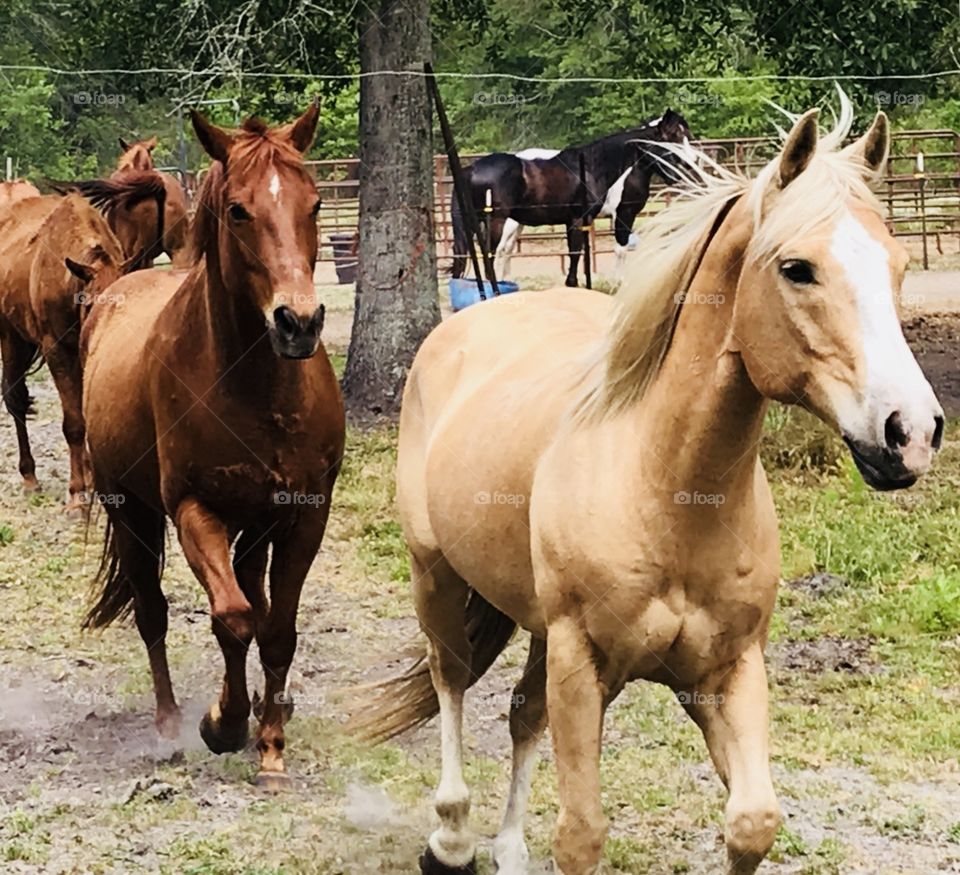 Happy horses playing follow the leader in the woods of South Georgia. 