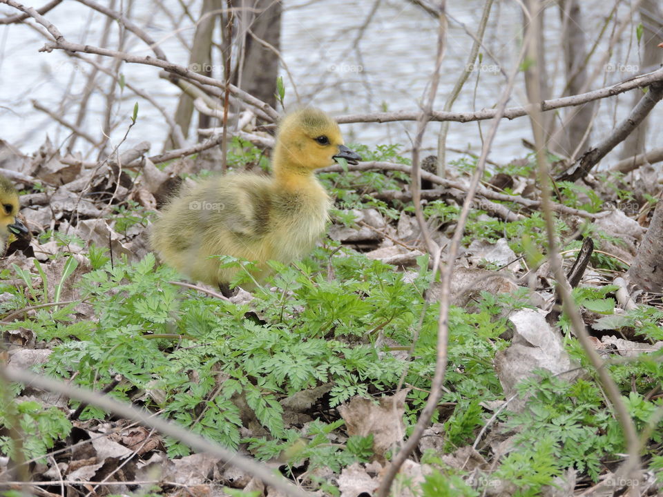 Goose baby