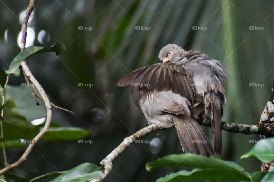 small bird make a shade with wing for partner