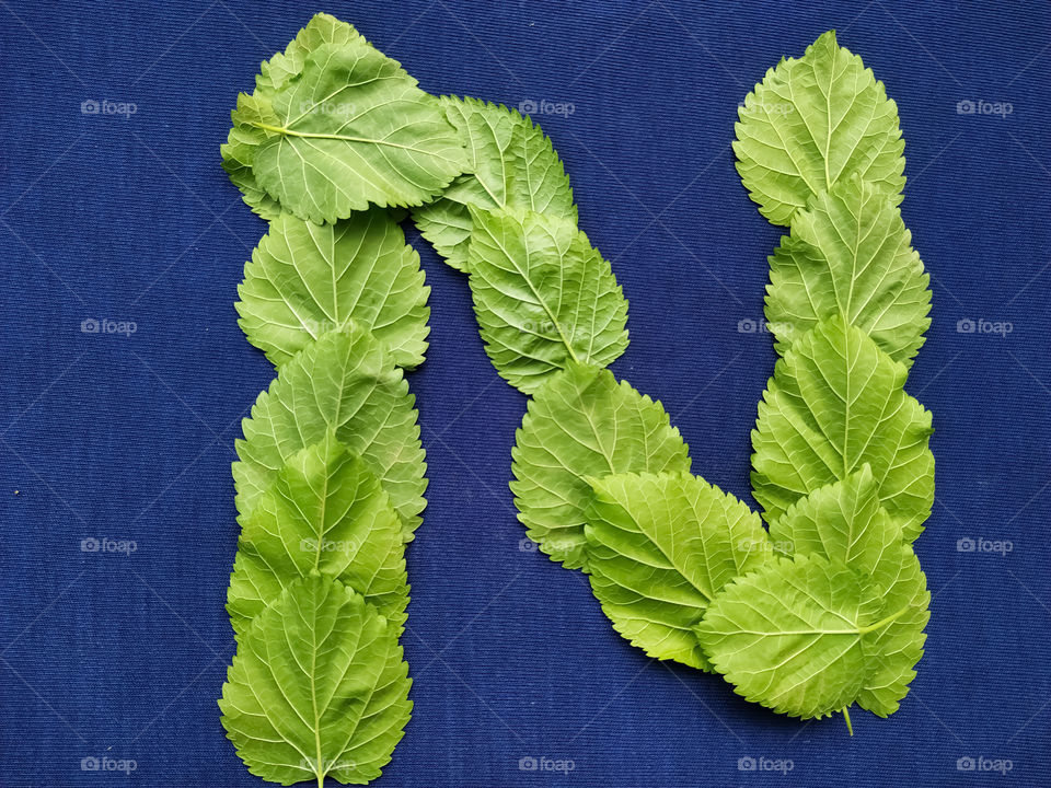 Letter N alphabet made with mulberry Tree Green leaf over blue background