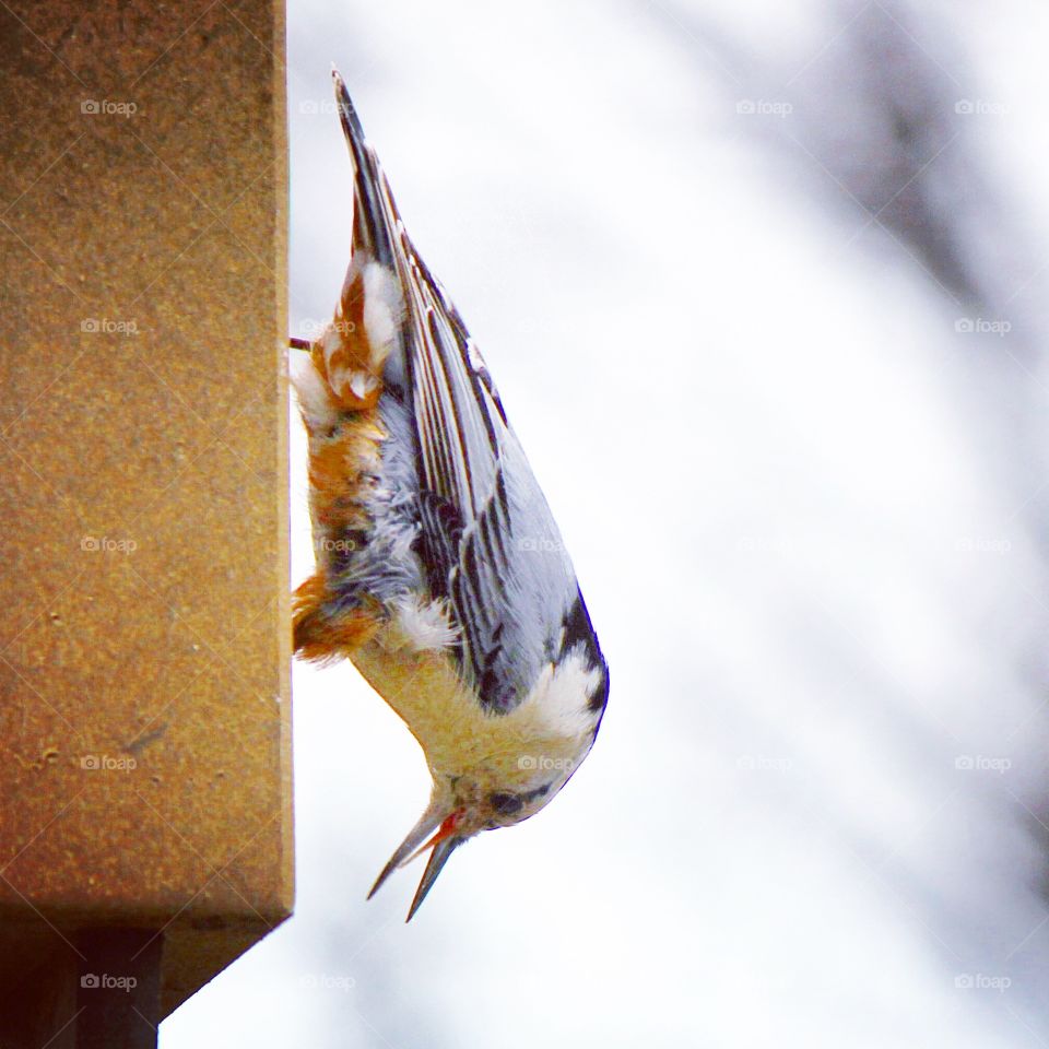 On the lookout . A little more bird watching 