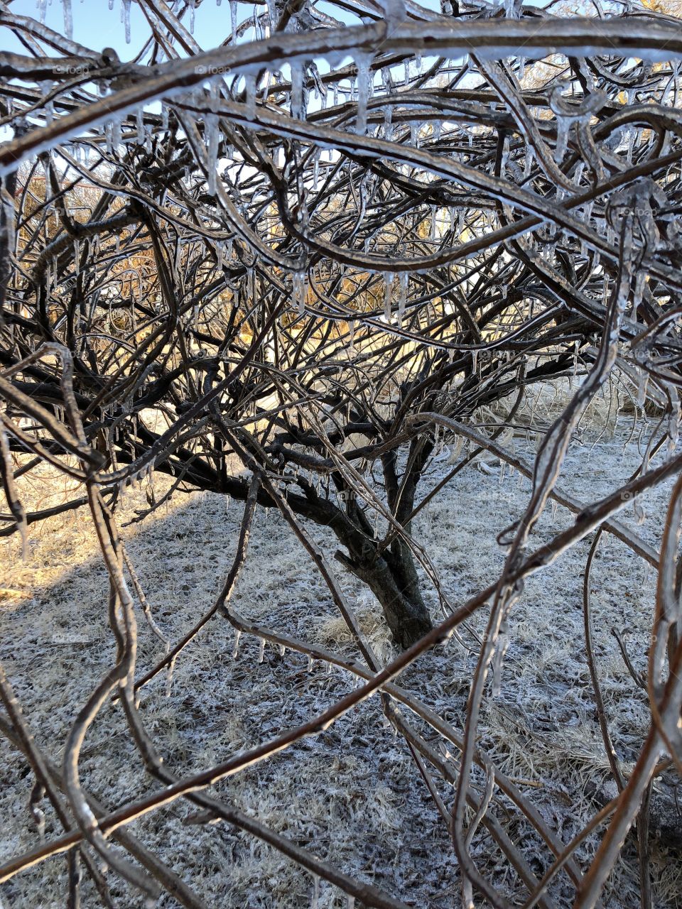 Feeling tangled in the branches of this frozen tree as they reach all around me. 