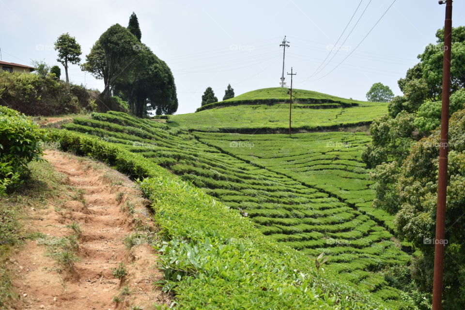 walk with the fresh aroma alongside...tea plantation trek