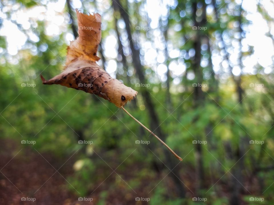 A flying autumn leaf.