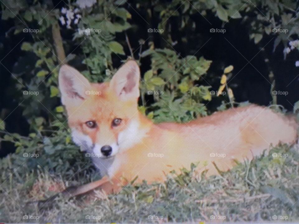 a small fox resting in nature