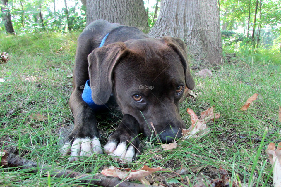 A black dog lying on a grass