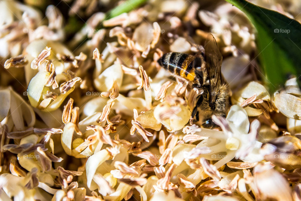 bee collecting pollen on the ground