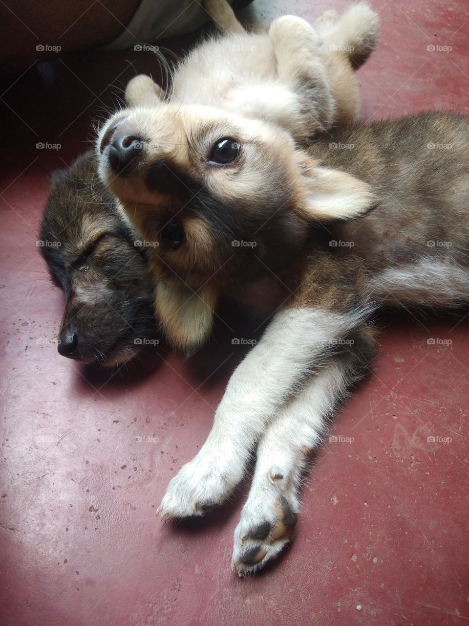 This is a closer capture of two cute puppies.One awaked puppy is laying on other sleeping puppy. The awaken puppy is black and white in colour and other one is dark in colour. The dark colour puppy 's legs seems like wearing socks..just kidding.๐ ๐ถ