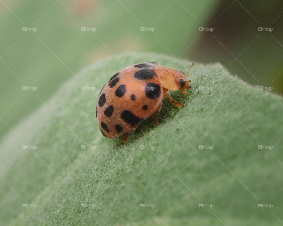 lady bug