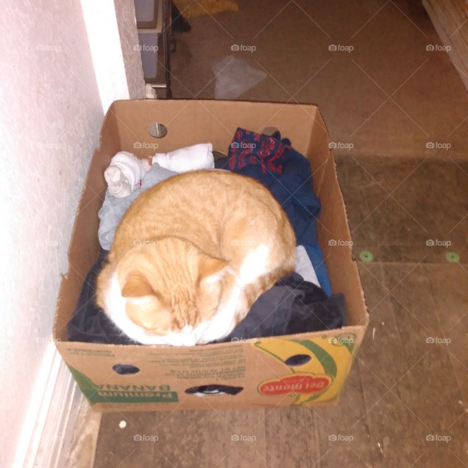 here's a box of clothes to give away does the cat go to? Tom thinks this is his new bed.