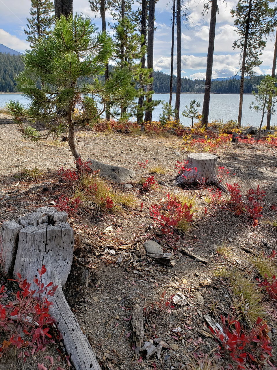 Brilliant fall colors of a landscape on the shores of Elk Lake in Oregon’s Cascade Mountains