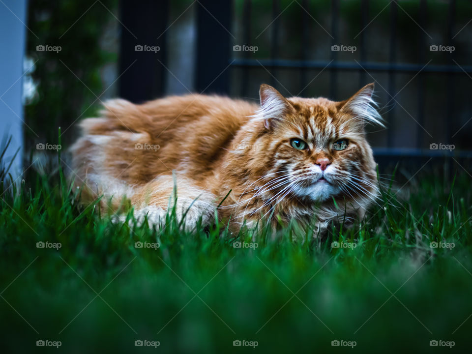 Red cat laying in green grass