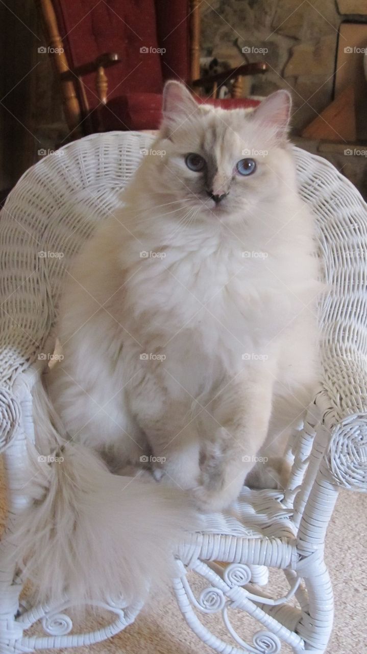 White cat sitting in wicker chair