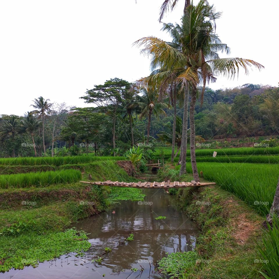 View of green rice fields even in the dry season