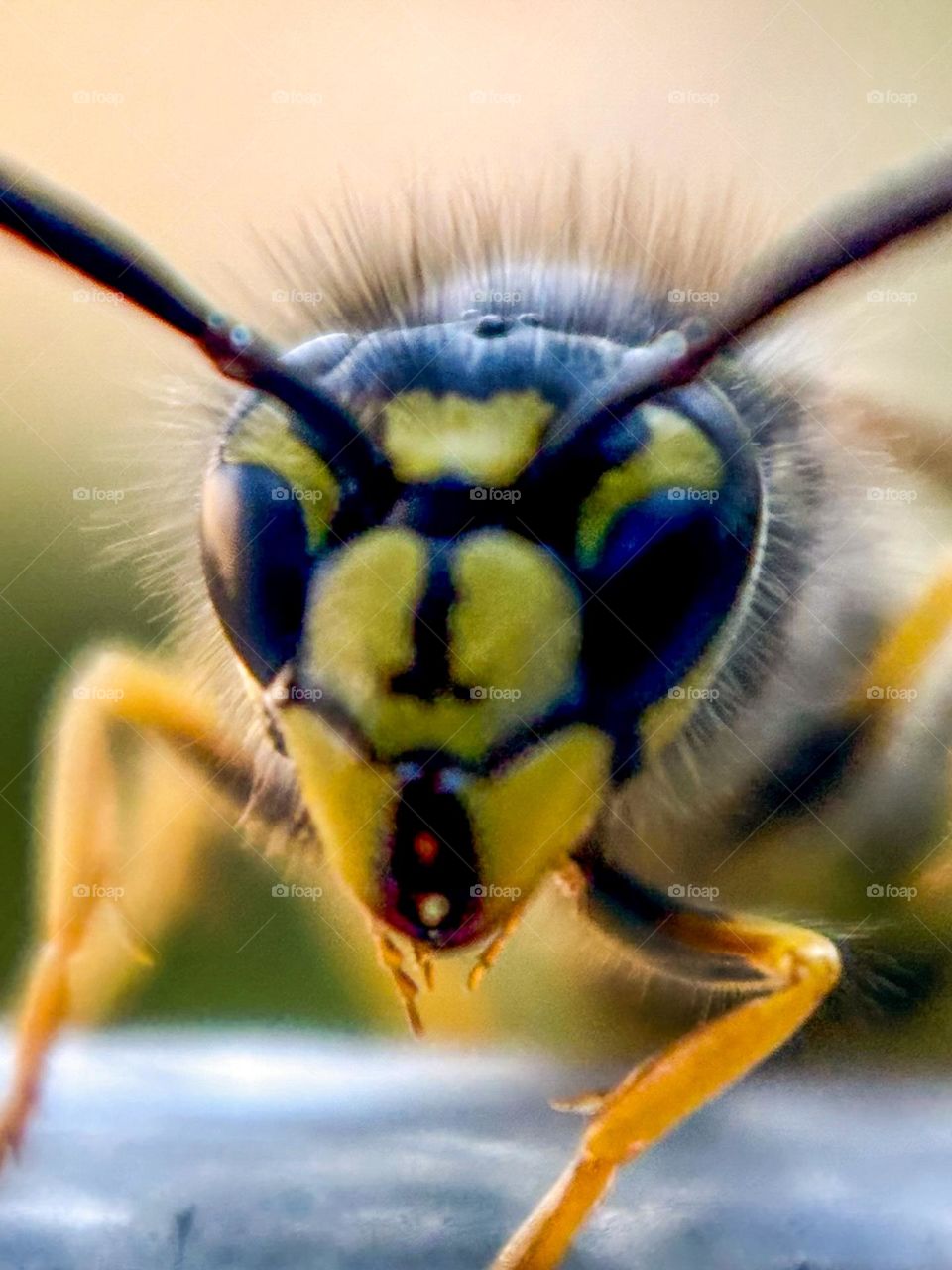 Up close and personal al with a Yellowjacket.