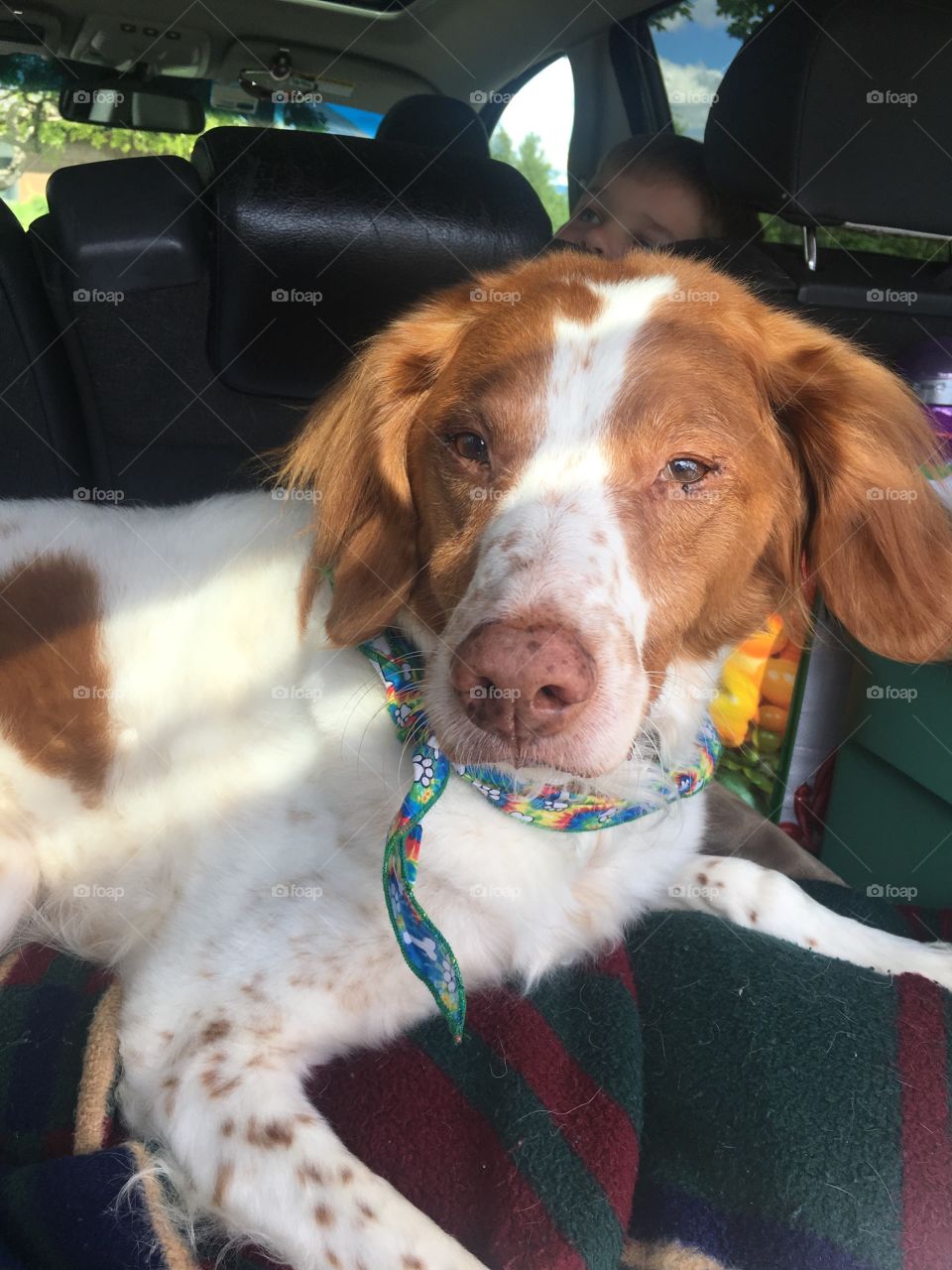 Brittany spaniel 