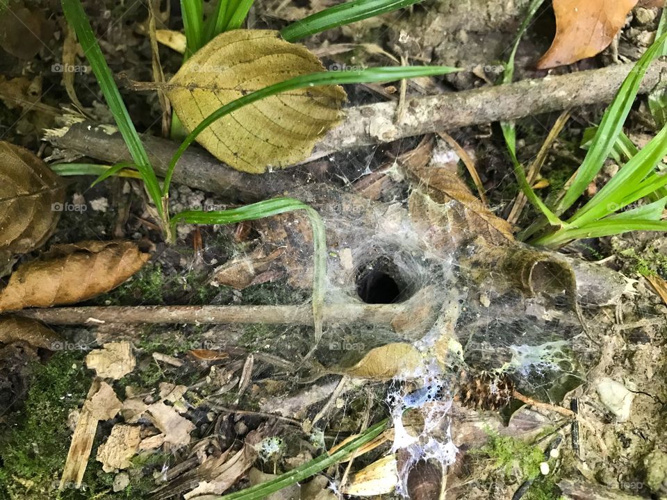 Swiss Forest Trübelbachweiher spider 