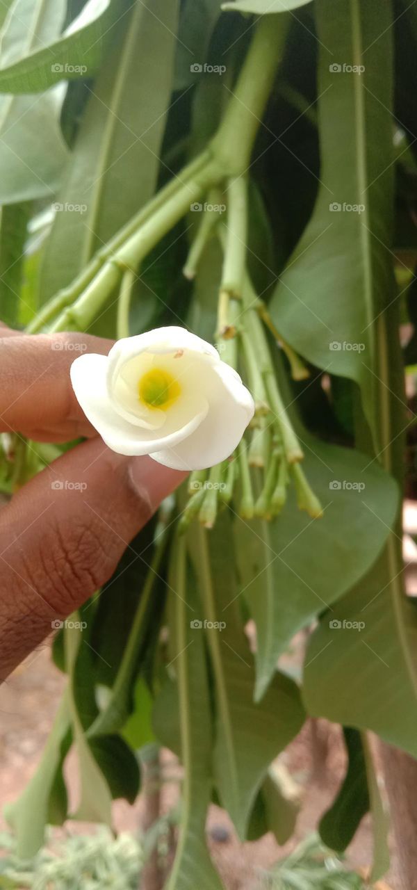 Little white colour flower in middle of two fingers 🤌