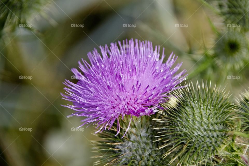 close up of a thistle