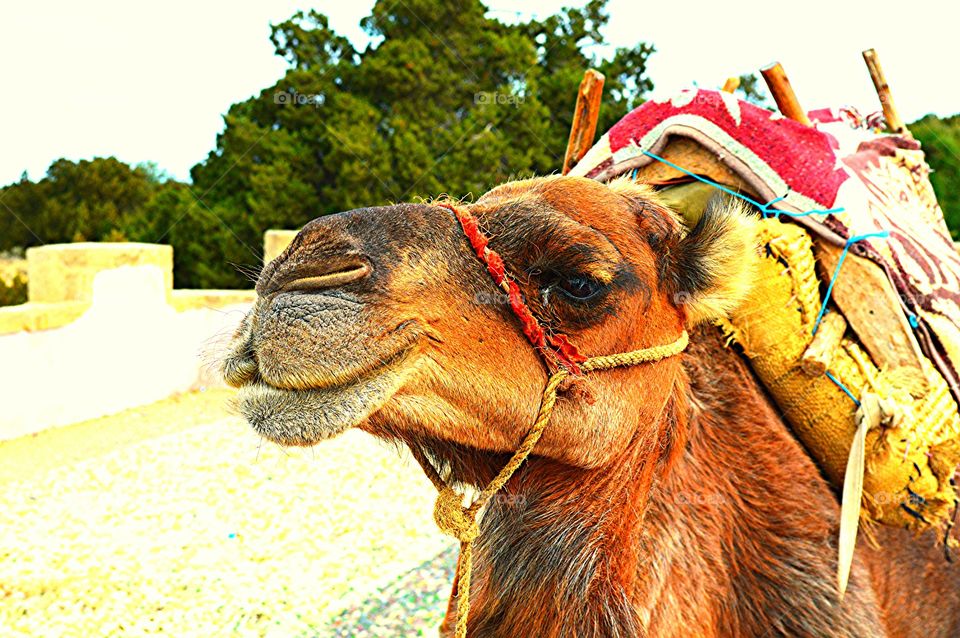 Camel for hire on the Moroccan road side