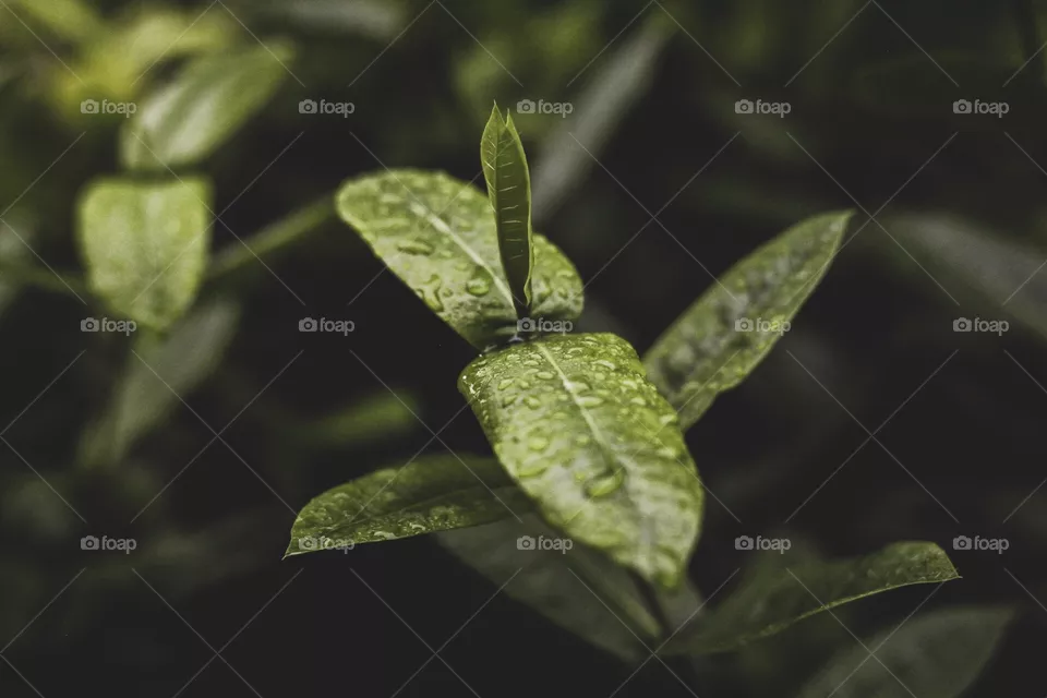 Leaf