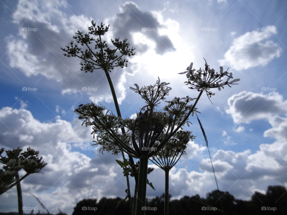 Weeds against sky