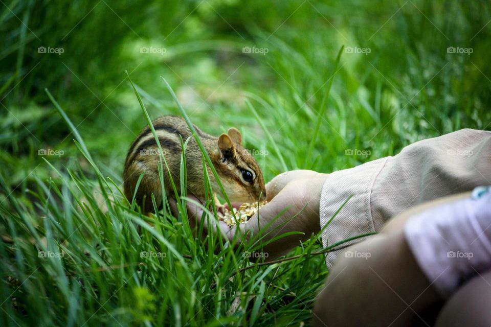 Lady is feeding a chipmunk from her hand