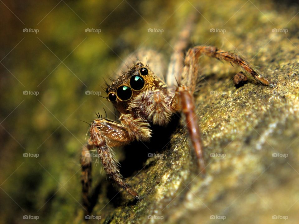 i'm watching you. jumping spider