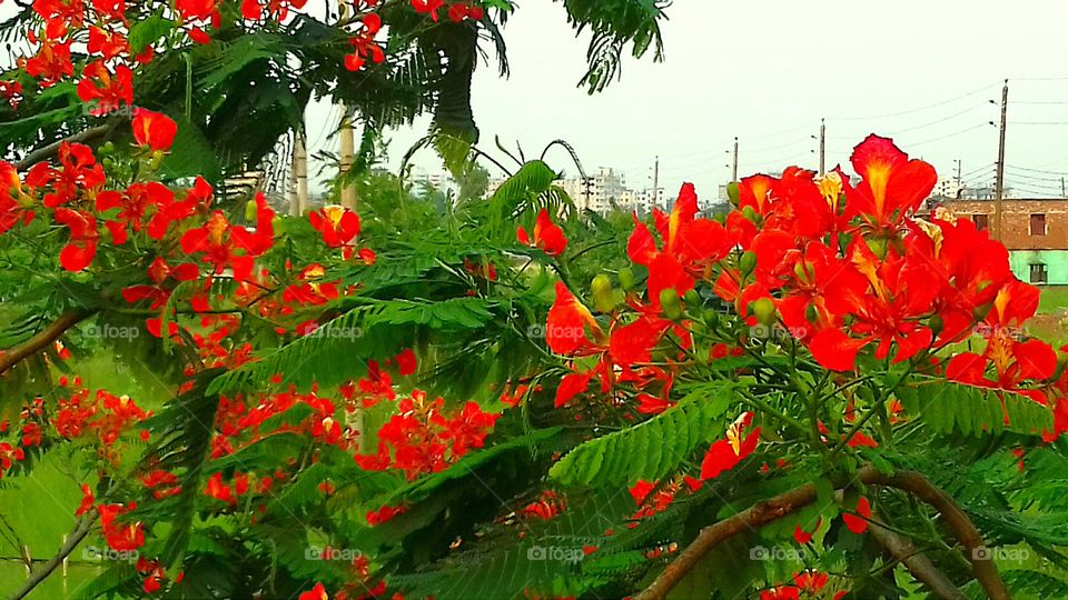 Closeup royal poinciana