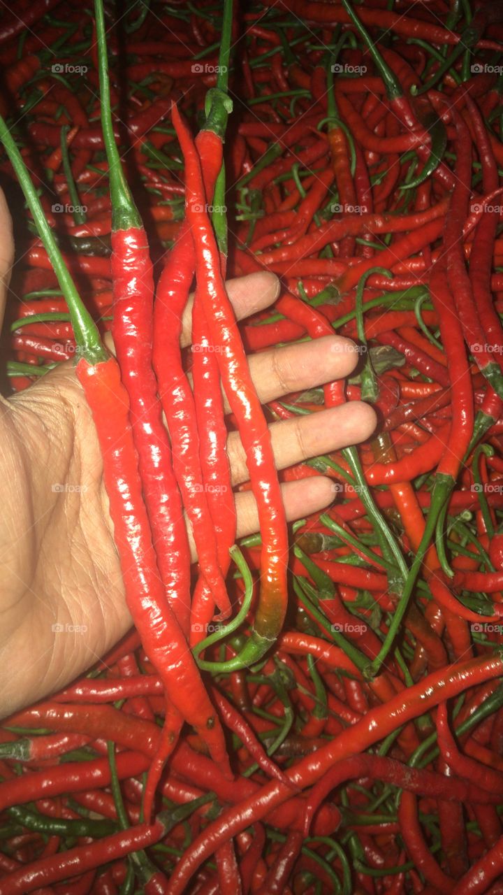 Holding curly red chili 