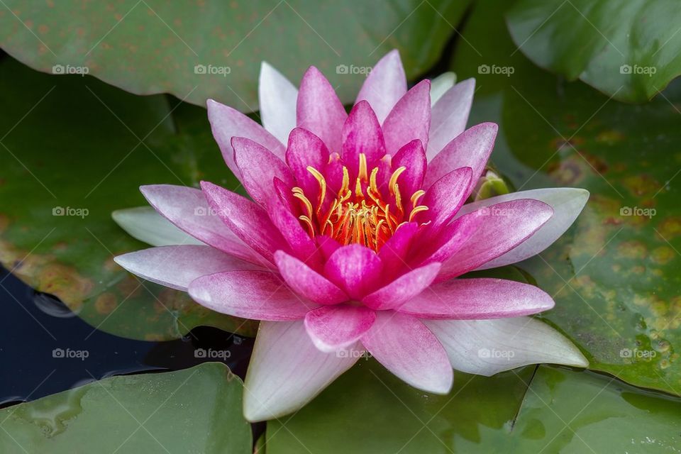 lotus