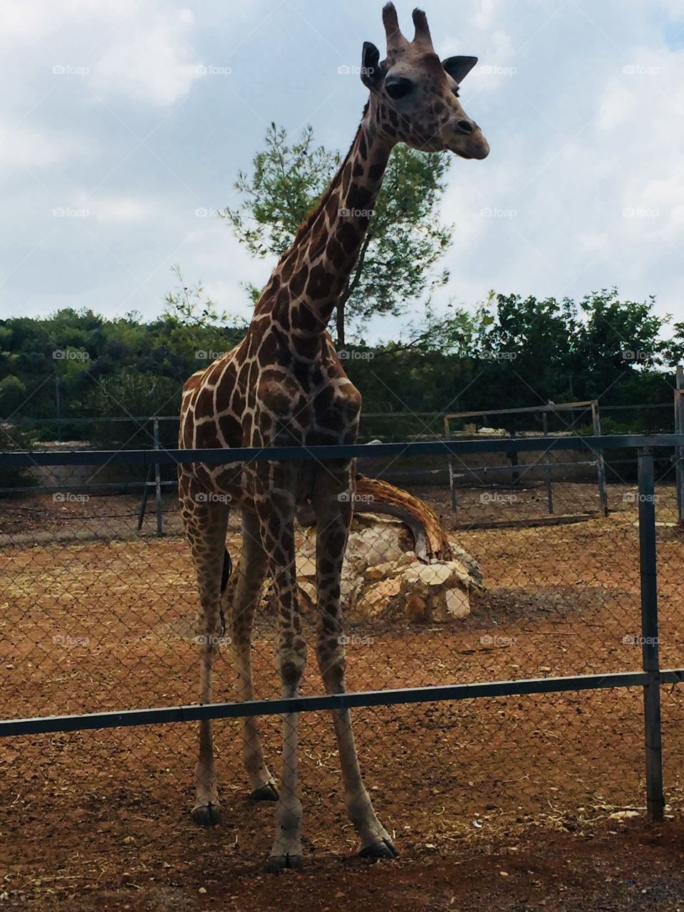 zoo park in paphos cyprus (giraffe) 
