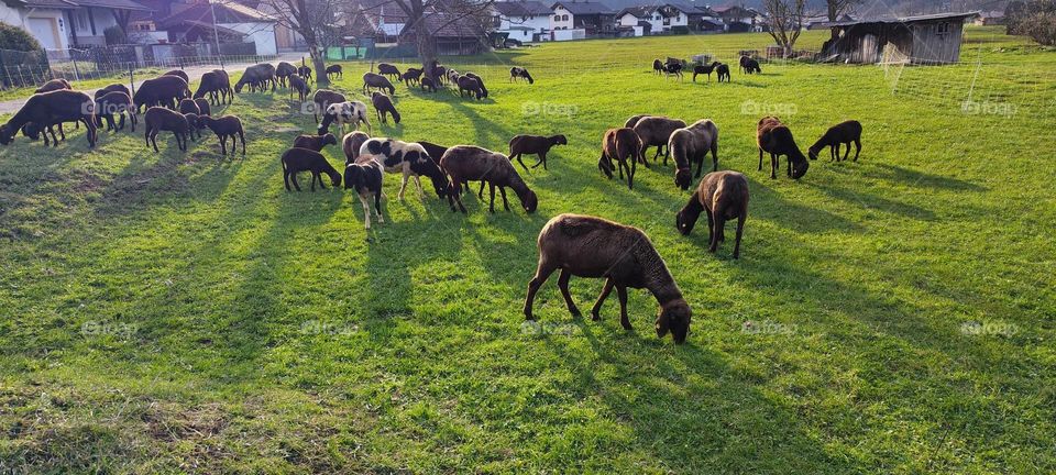“Garmisch Partenkirchen” is a small town and ski resort in the Bavarian Alps. It is surrounded by mountains, glaciers, rolling hills and meadows. In this rural setting you will also find lots of sheep grazing. 2023. Hypnotic Productions