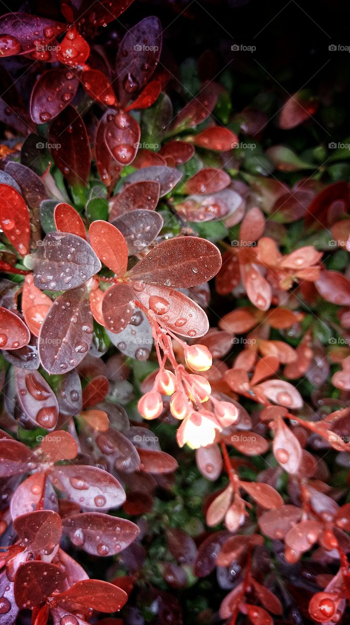 rainy leaves