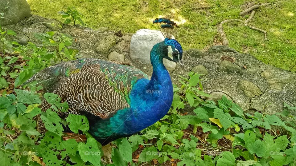 Peacock looking down.