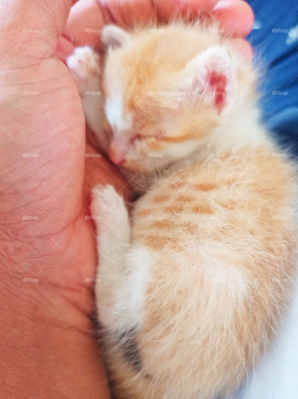 a simple nap of a kitten on a palm of an adult man