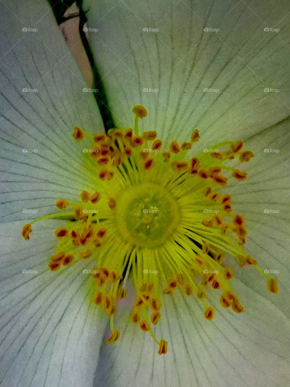 Flower, No Person, Flora, Nature, Leaf