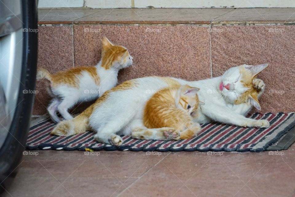 mom cat and her kids