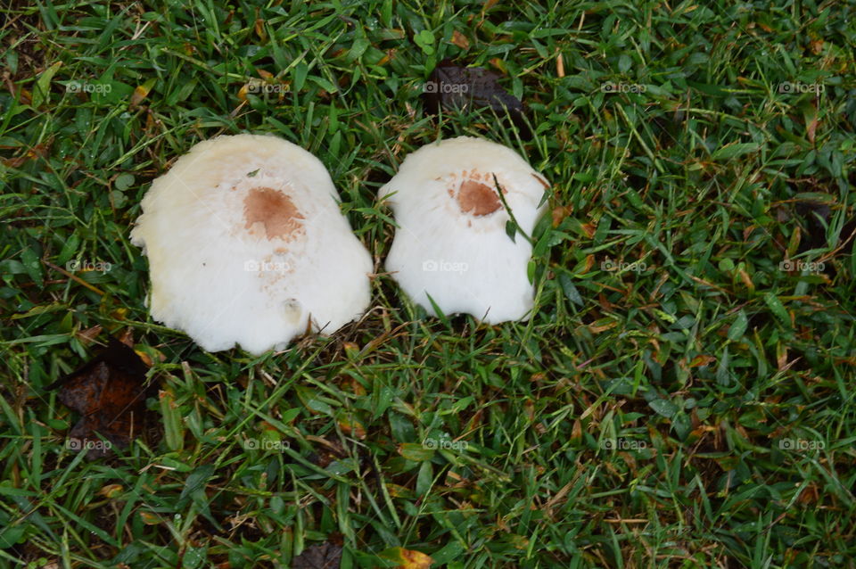 twin mushrooms in the morning