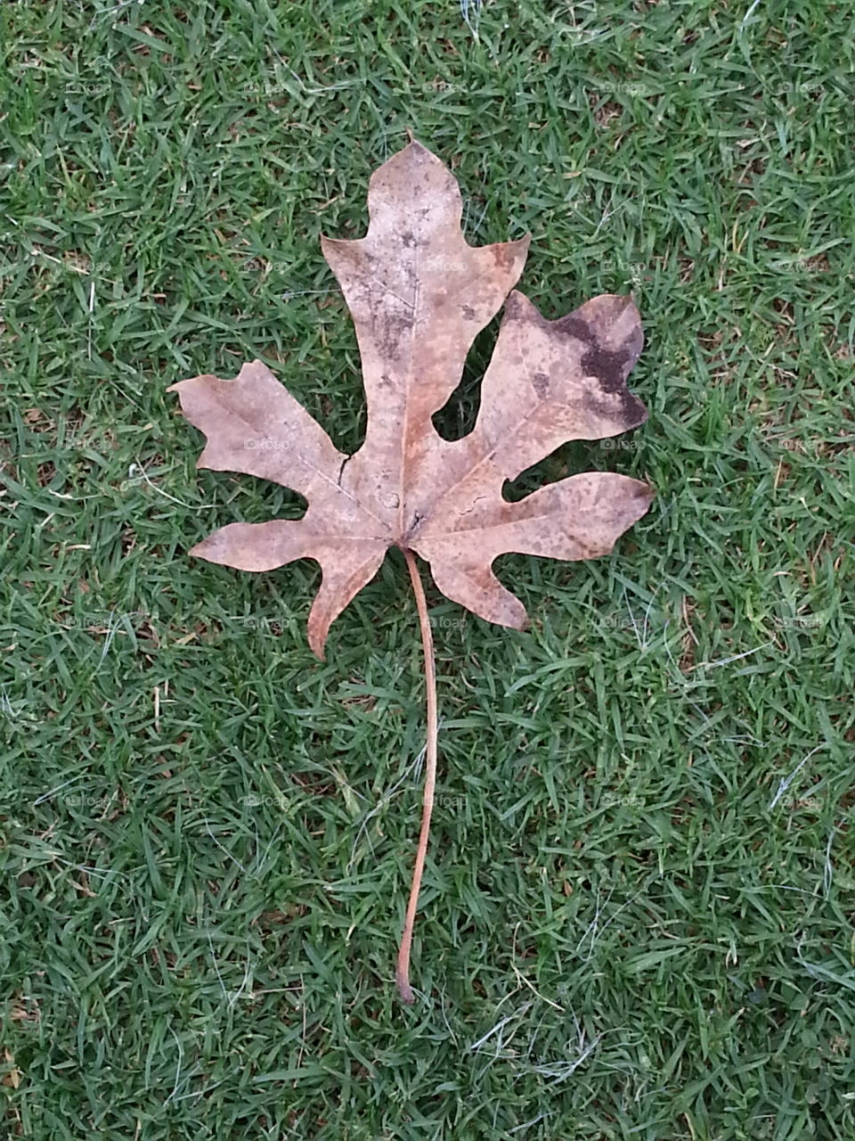 dead leaf