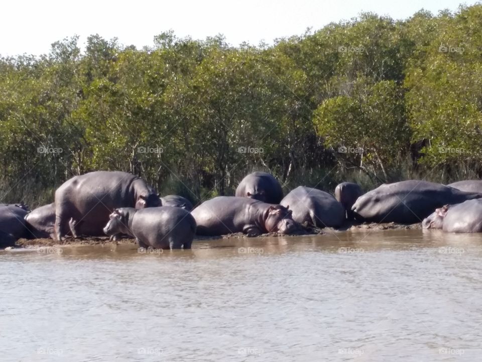 Herd of Hippos