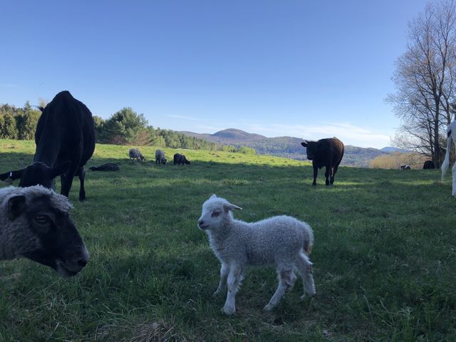 Sterling College, Craftsbury Common, VT little lamb